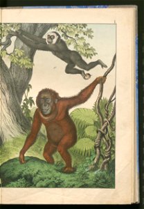 Historja naturalna zwierzat ssacych 1899 (103882791)