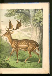 Historja naturalna zwierzat ssacych 1899 (103883555)