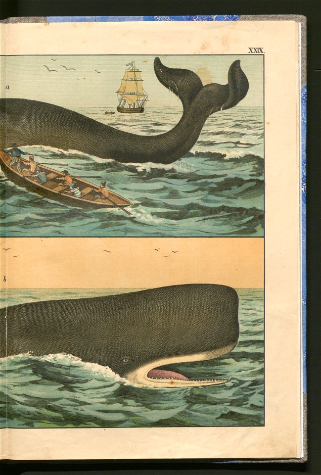 Historja naturalna zwierzat ssacych 1899 (103883834)