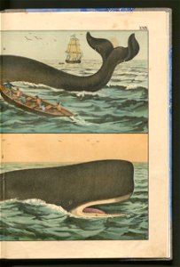 Historja naturalna zwierzat ssacych 1899 (103883834)