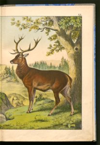 Historja naturalna zwierzat ssacych 1899 (103883511)