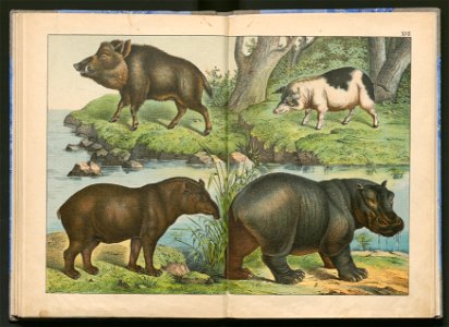 Historja naturalna zwierzat ssacych 1899 (103883378)