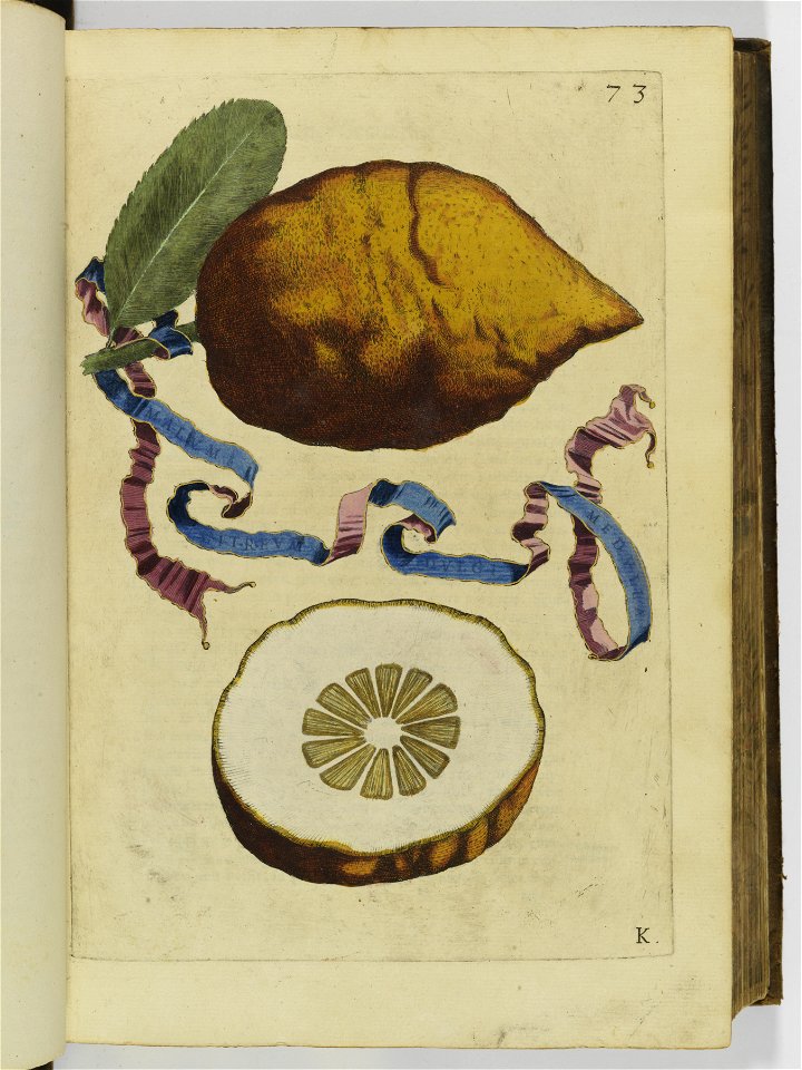 Hesperides sive de malorvm avreorvm cvltvra et vsv libri quatuor 1646 (6157085)