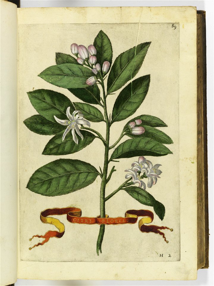 Hesperides sive de malorvm avreorvm cvltvra et vsv libri quatuor 1646 (6156938)