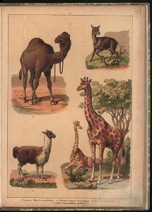 Historya naturalna w obrazach 1891 (47531139)