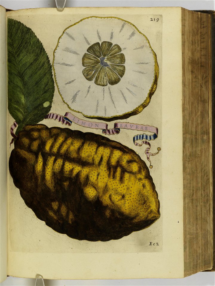 Hesperides sive de malorvm avreorvm cvltvra et vsv libri quatuor 1646 (6158215)