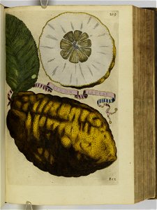Hesperides sive de malorvm avreorvm cvltvra et vsv libri quatuor 1646 (6158215)
