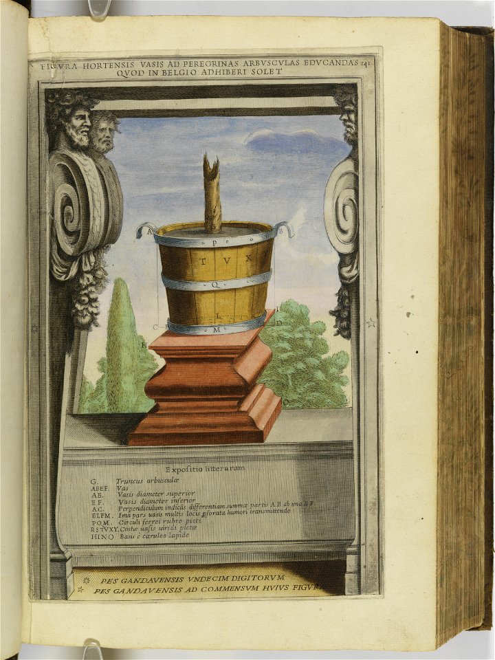 Hesperides sive de malorvm avreorvm cvltvra et vsv libri quatuor 1646 (6157568)