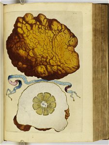 Hesperides sive de malorvm avreorvm cvltvra et vsv libri quatuor 1646 (6159088)