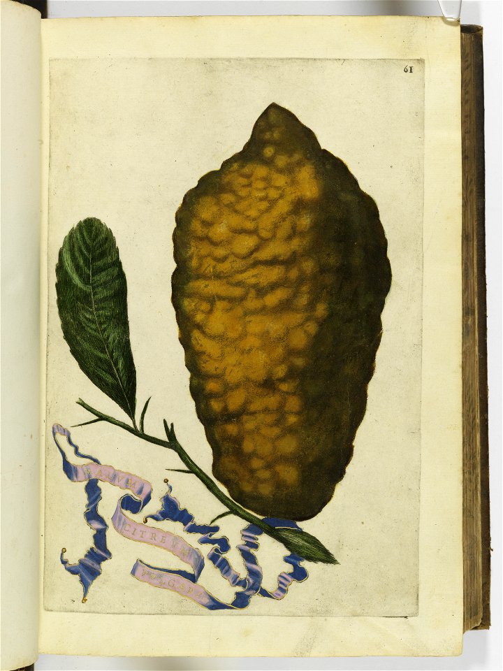 Hesperides sive de malorvm avreorvm cvltvra et vsv libri quatuor 1646 (6156961)