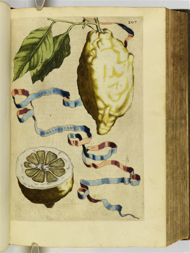 Hesperides sive de malorvm avreorvm cvltvra et vsv libri quatuor 1646 (6158100)