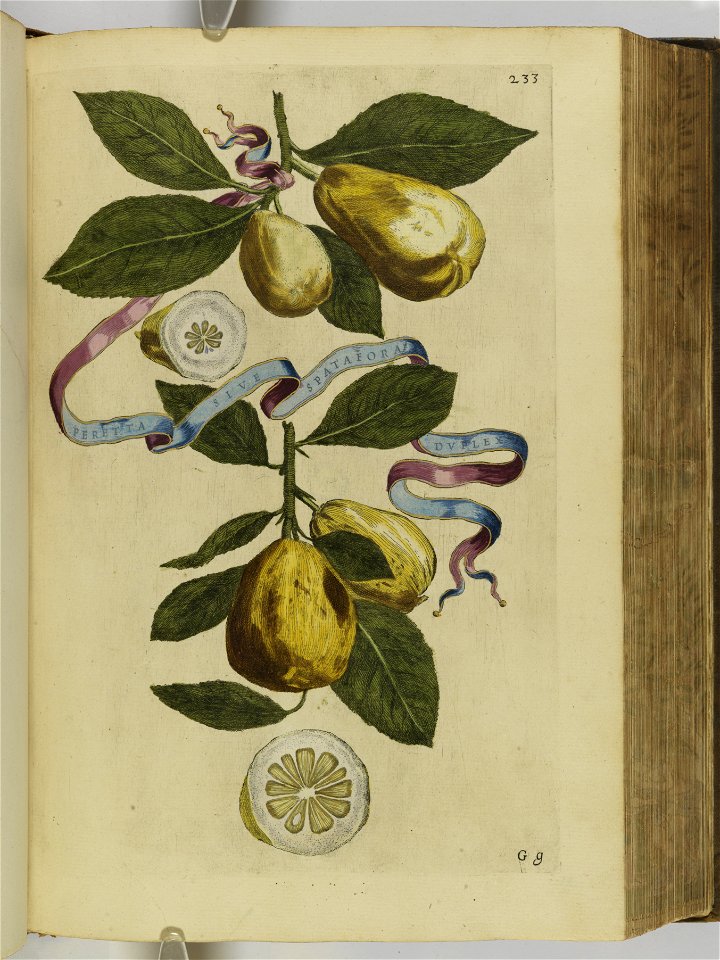 Hesperides sive de malorvm avreorvm cvltvra et vsv libri quatuor 1646 (6158363)