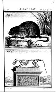 Histoire naturelle, generale et particuliere avec la description du cabinet du roi. tome quinzieme 1764 (131587593)