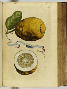 Hesperides sive de malorvm avreorvm cvltvra et vsv libri quatuor 1646 (6159190)