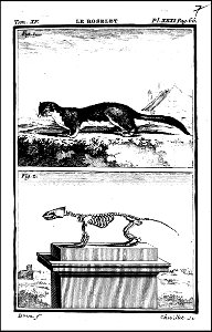 Histoire naturelle, generale et particuliere avec la description du cabinet du roi. tome quinzieme 1764 (131587296)