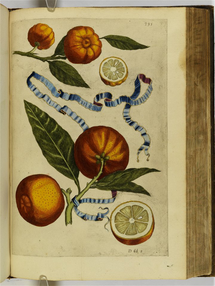 Hesperides sive de malorvm avreorvm cvltvra et vsv libri quatuor 1646 (6159937)