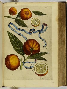 Hesperides sive de malorvm avreorvm cvltvra et vsv libri quatuor 1646 (6159937)