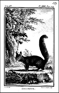 Histoire naturelle, generale et particuliere avec la description du cabinet du roi. tome quinzieme 1764 (131587371)