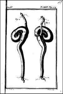 Histoire naturelle, generale et particuliere avec la description du cabinet du roi. tome quinzieme 1764 (131587374)