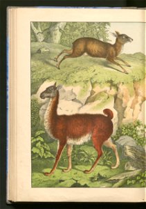 Historja naturalna zwierzat ssacych 1899 (103883458)