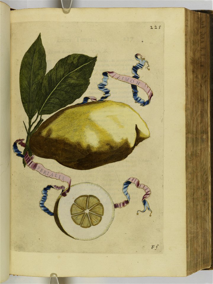 Hesperides sive de malorvm avreorvm cvltvra et vsv libri quatuor 1646 (6158276)