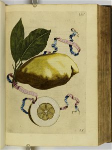 Hesperides sive de malorvm avreorvm cvltvra et vsv libri quatuor 1646 (6158276)