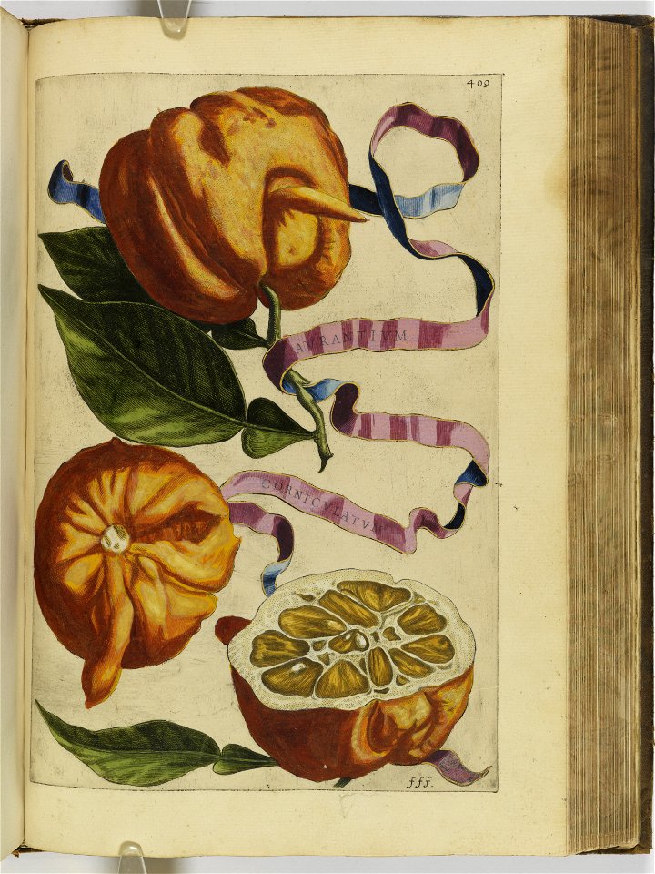 Hesperides sive de malorvm avreorvm cvltvra et vsv libri quatuor 1646 (6160072)