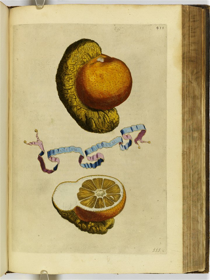 Hesperides sive de malorvm avreorvm cvltvra et vsv libri quatuor 1646 (6160097)