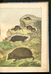 Historja naturalna zwierzat ssacych 1899 (103883064)