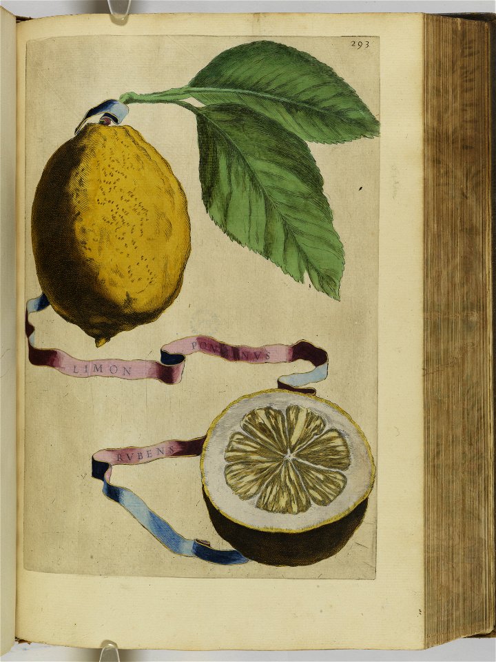 Hesperides sive de malorvm avreorvm cvltvra et vsv libri quatuor 1646 (6159004)