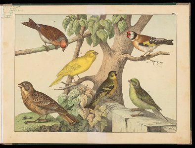 Historja naturalna ptakow 1900 (123304975)