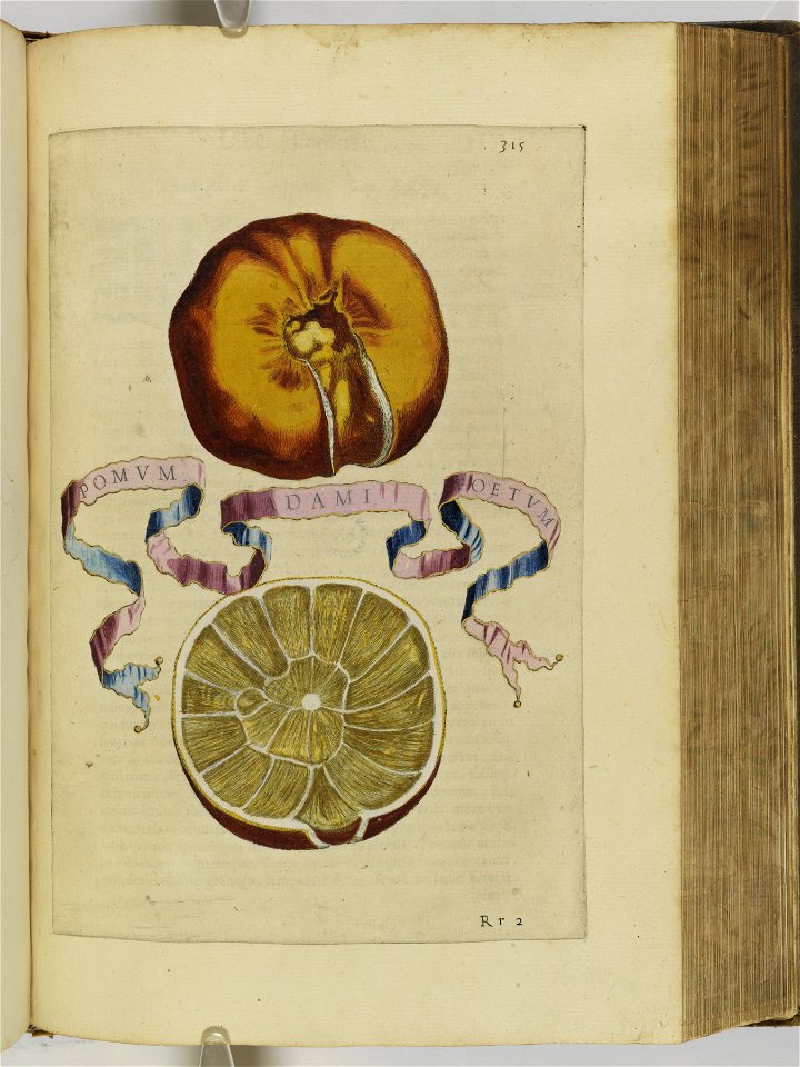 Hesperides sive de malorvm avreorvm cvltvra et vsv libri quatuor 1646 (6159235)