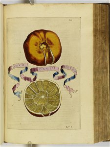 Hesperides sive de malorvm avreorvm cvltvra et vsv libri quatuor 1646 (6159235)