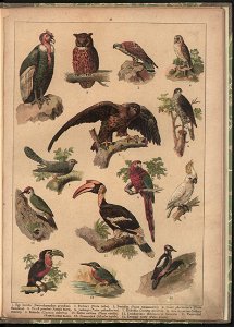Historya naturalna w obrazach 1891 (47531204)