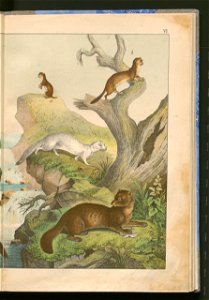 Historja naturalna zwierzat ssacych 1899 (103882951)