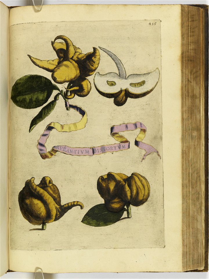 Hesperides sive de malorvm avreorvm cvltvra et vsv libri quatuor 1646 (6160134)
