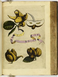 Hesperides sive de malorvm avreorvm cvltvra et vsv libri quatuor 1646 (6160134)