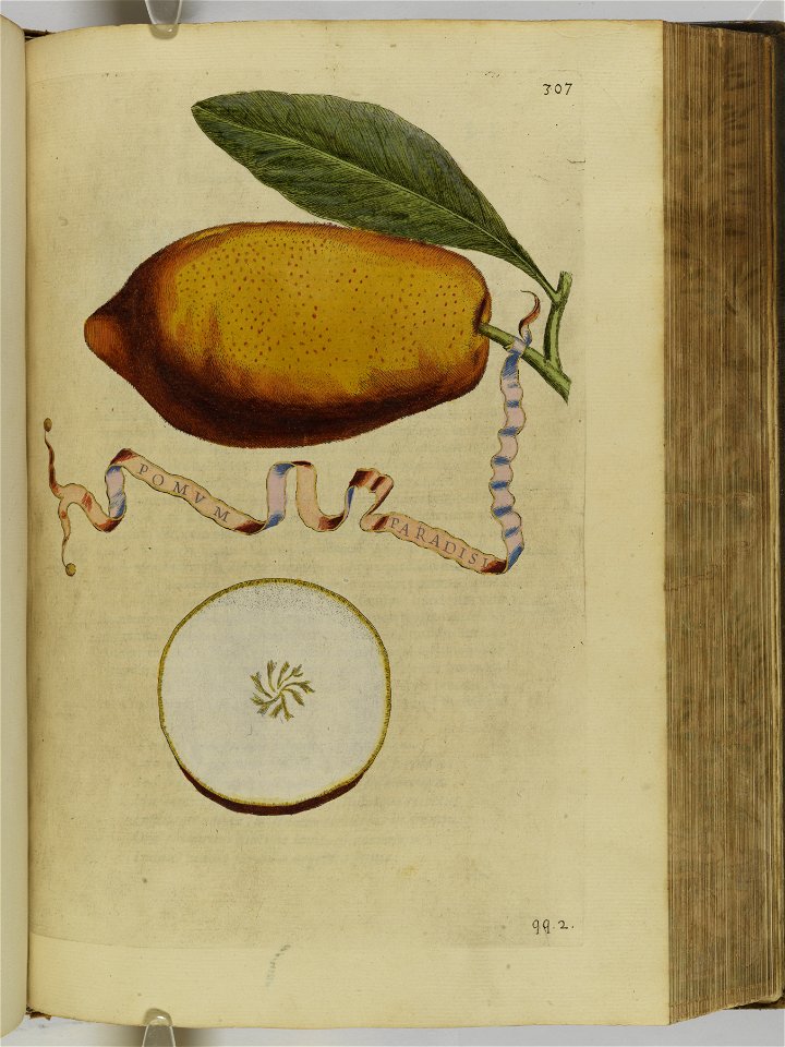 Hesperides sive de malorvm avreorvm cvltvra et vsv libri quatuor 1646 (6159151)