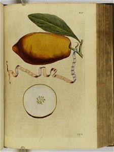 Hesperides sive de malorvm avreorvm cvltvra et vsv libri quatuor 1646 (6159151)
