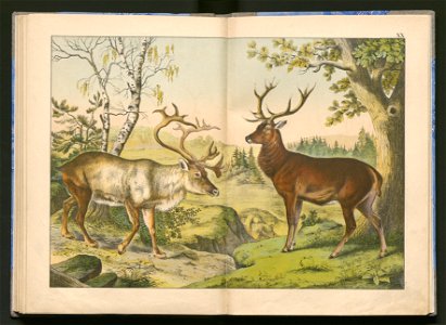 Historja naturalna zwierzat ssacych 1899 (103883515)