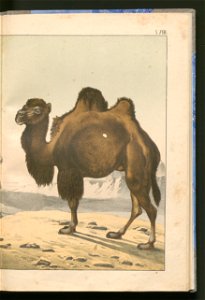 Historja naturalna zwierzat ssacych 1899 (103883421)