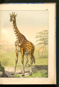 Historja naturalna zwierzat ssacych 1899 (103883598)