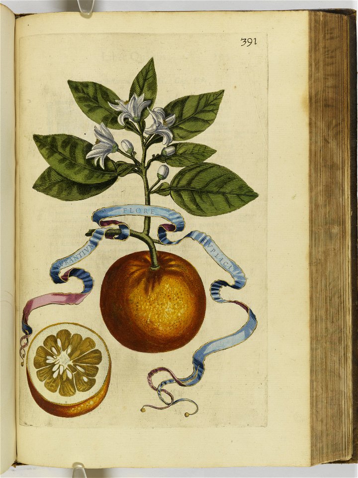 Hesperides sive de malorvm avreorvm cvltvra et vsv libri quatuor 1646 (6159901)