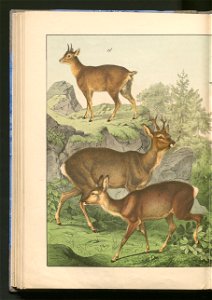 Historja naturalna zwierzat ssacych 1899 (103883547)