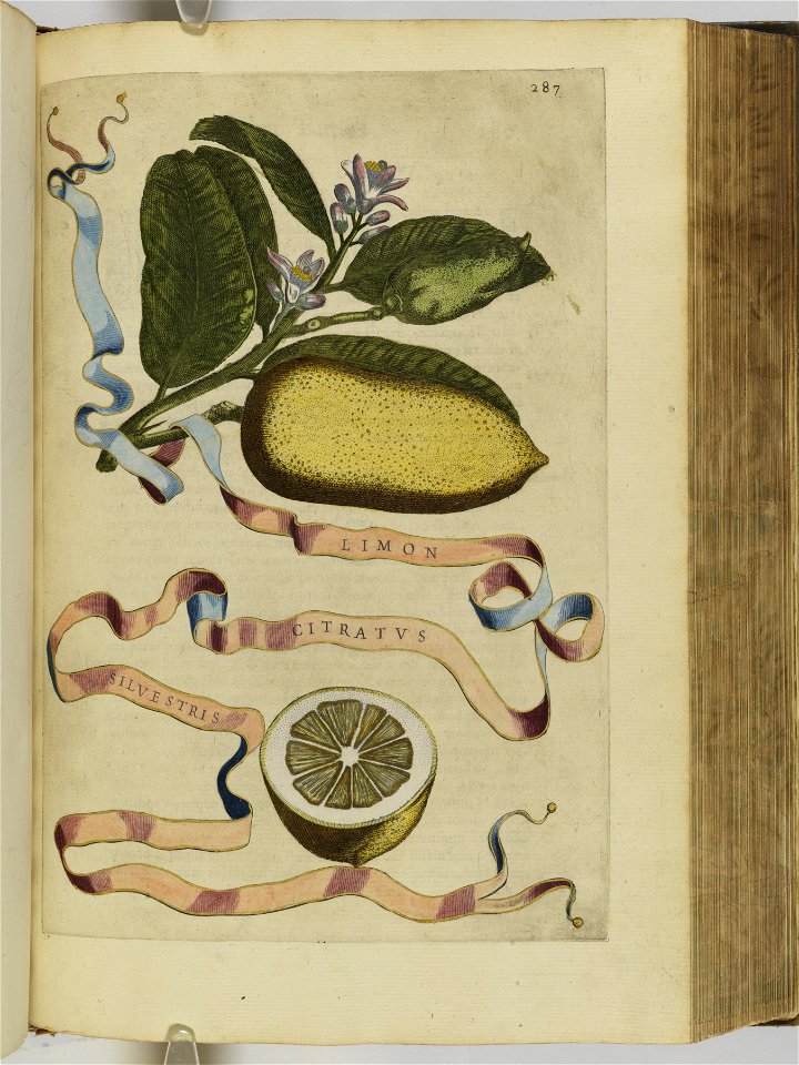 Hesperides sive de malorvm avreorvm cvltvra et vsv libri quatuor 1646 (6158942)