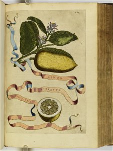 Hesperides sive de malorvm avreorvm cvltvra et vsv libri quatuor 1646 (6158942)