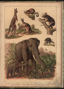 Historya naturalna w obrazach 1891 (47531036)