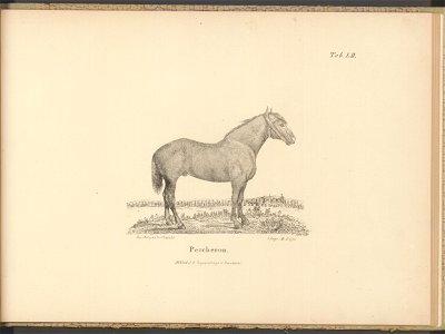 Historya powszechna konia. Atlas 1876 (67412403)