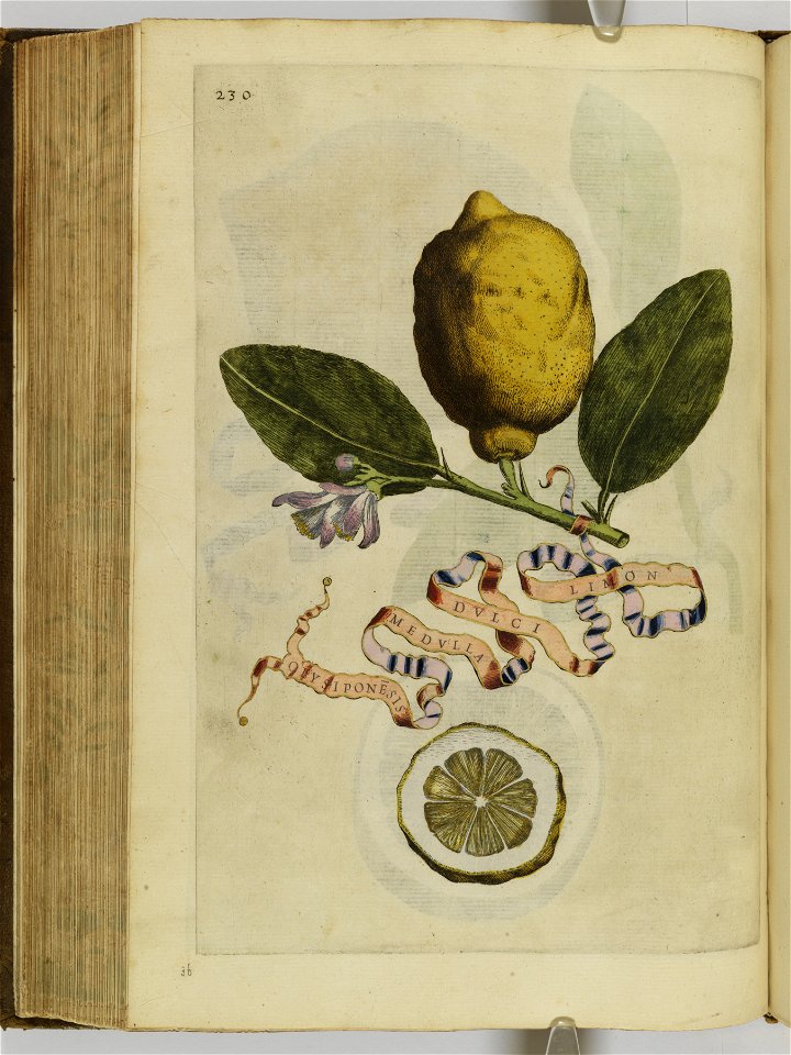 Hesperides sive de malorvm avreorvm cvltvra et vsv libri quatuor 1646 (6158319)