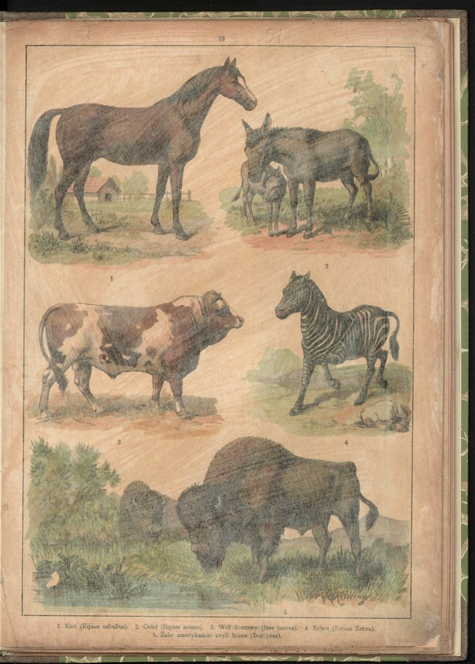 Historya naturalna w obrazach 1891 (47531196)